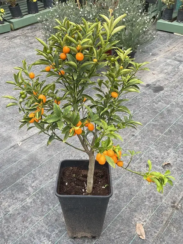Kumquat con frutos en el vivero Nuestro Huertito