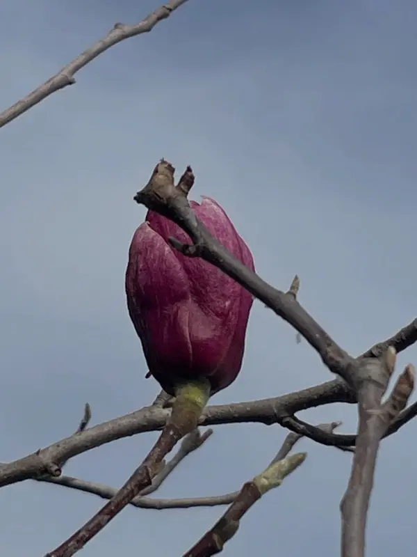 Botón de flor de magnolio en el vivero Nuestro Huertito
