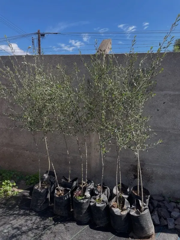 Olivos en el vivero Nuestro Huertito