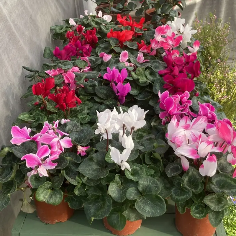 Violetas de Persia en el vivero Nuestro Huertito